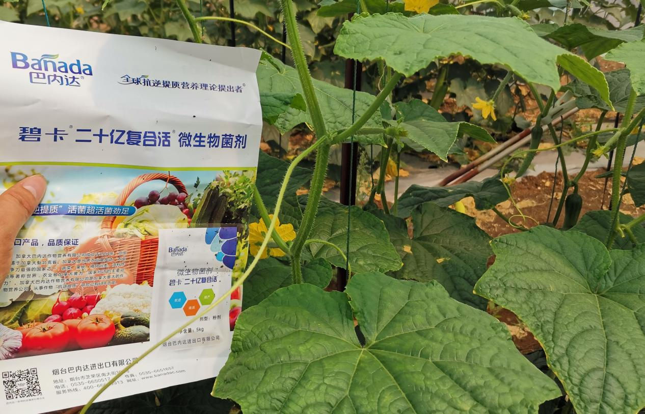 微生物菌劑和菌肥的區(qū)別是什么? 微生物菌劑和菌肥的區(qū)別是什么?